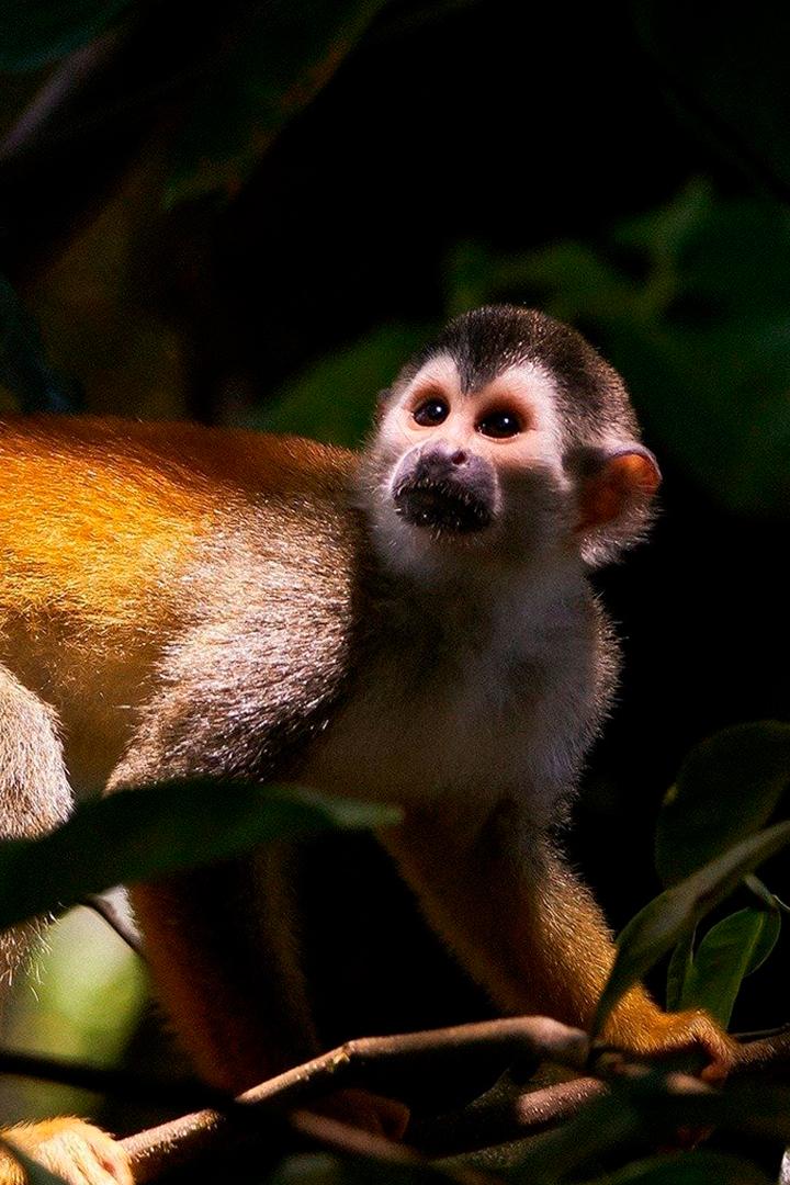 Тайное обезьянье царство в Китае