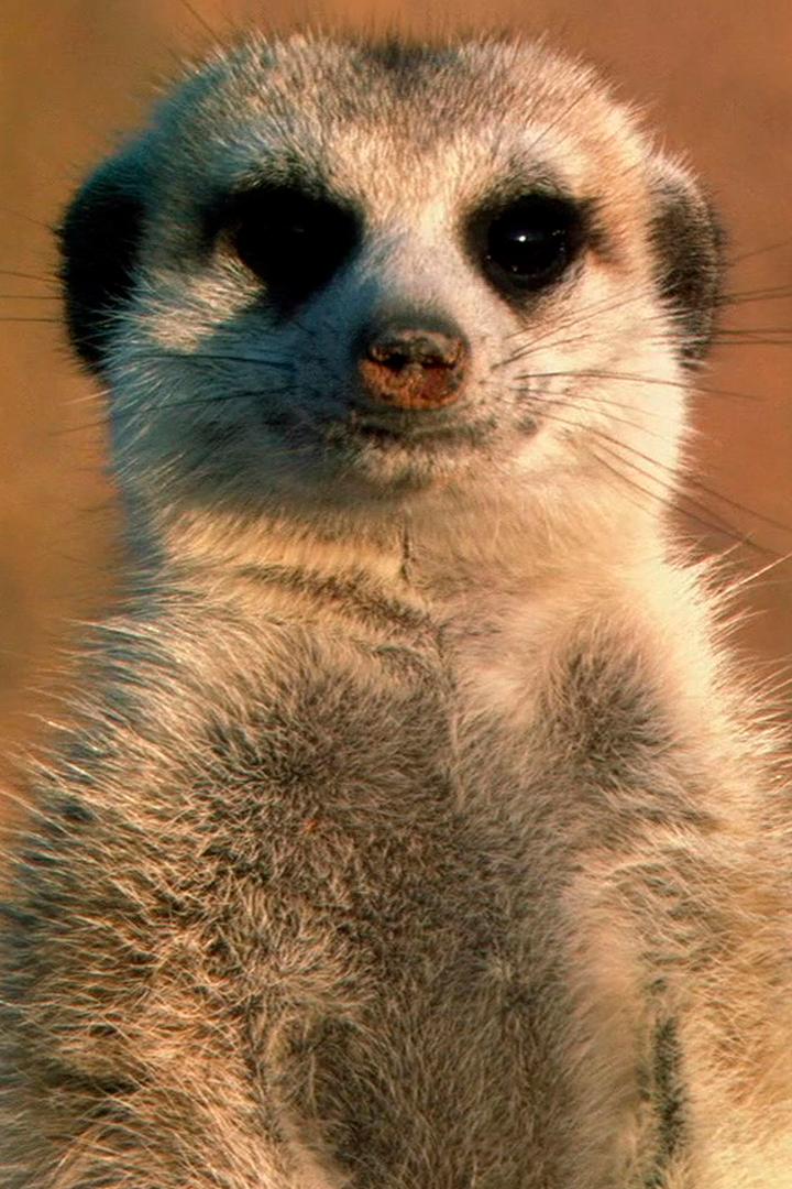 Знакомимся с сурикатами