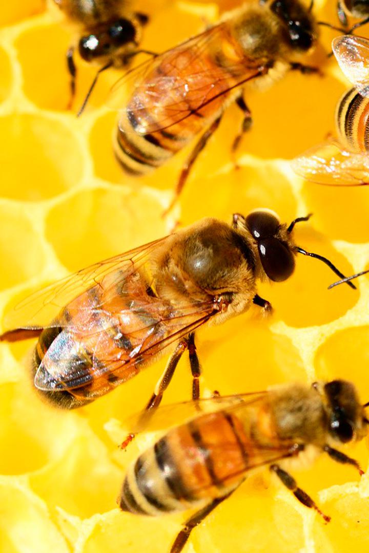 Жизнь пчелы