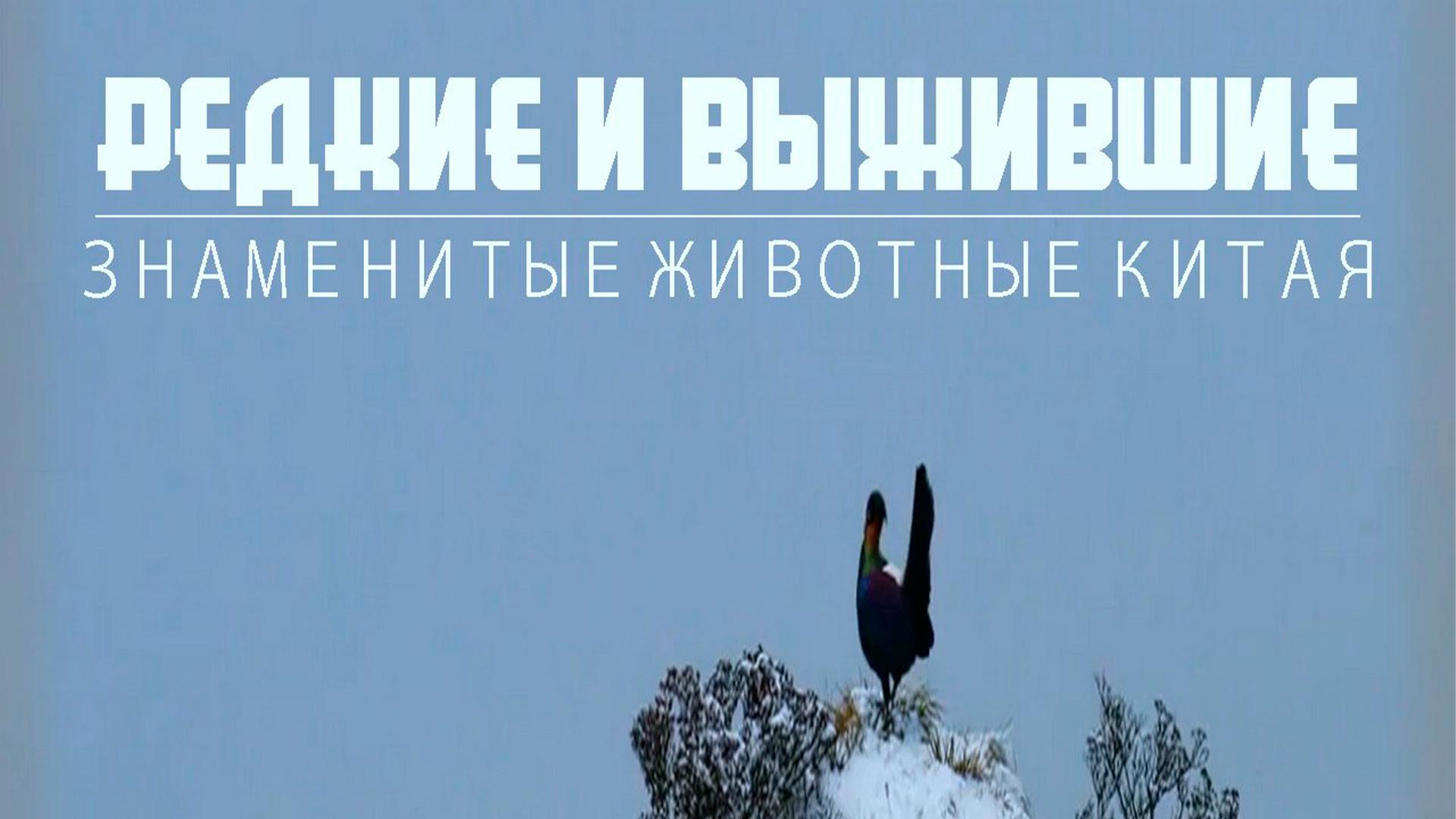 Редкие и выжившие: знаменитые животные Китая