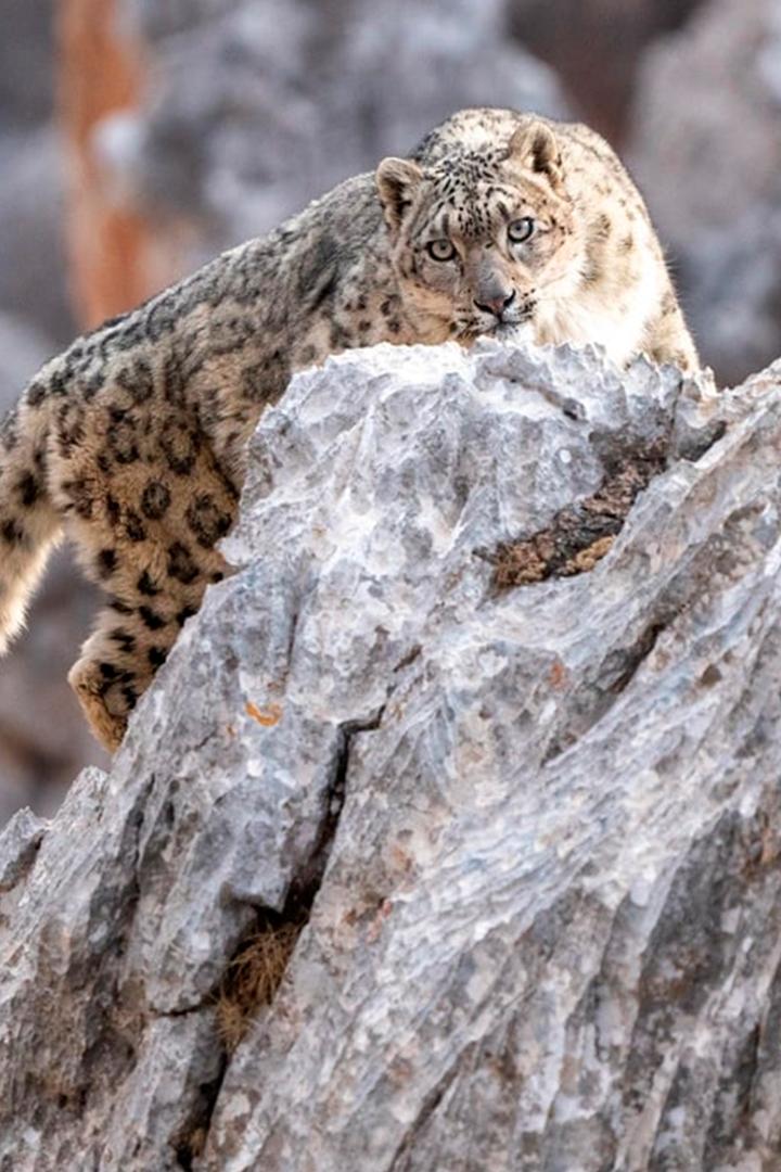 Снежный барс и его друзья