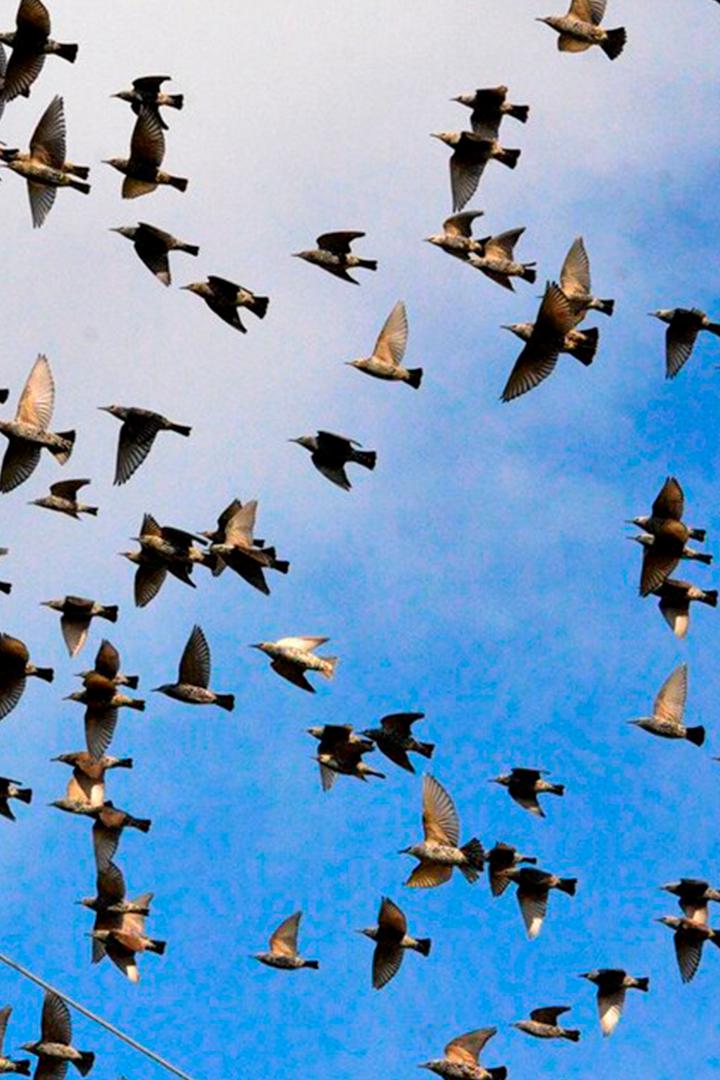 Великое переселение пернатых