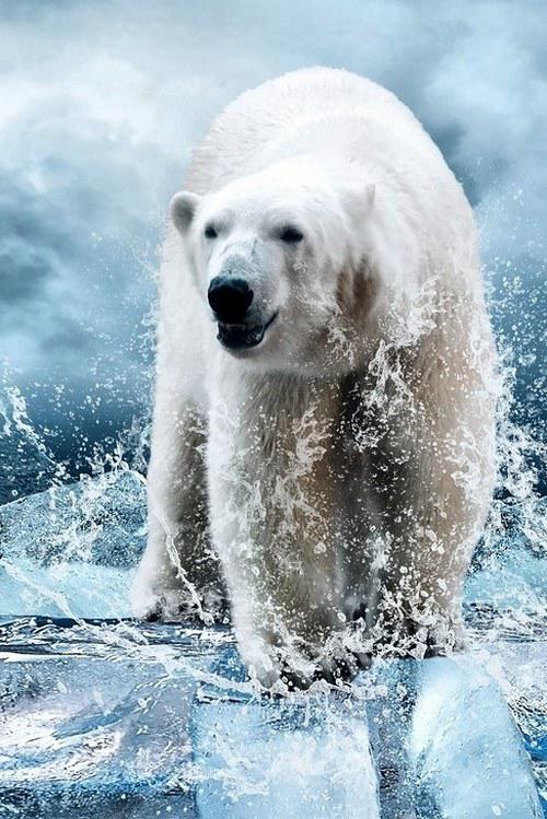 Рядом с медведями