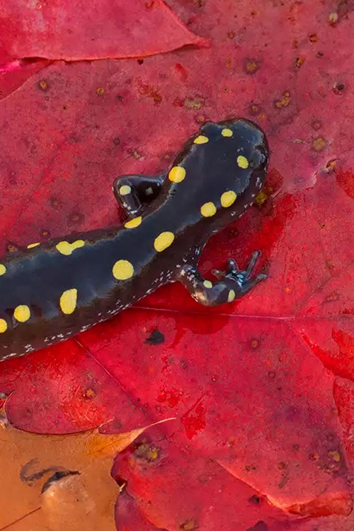 Незаметный мир