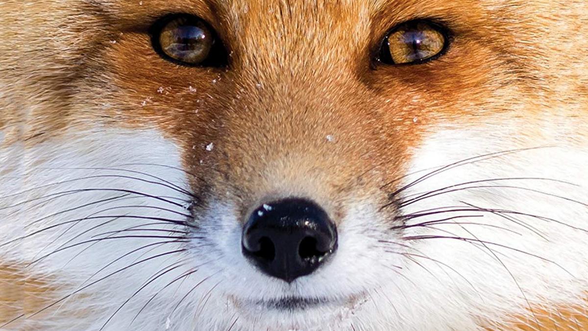 Лисьи истори