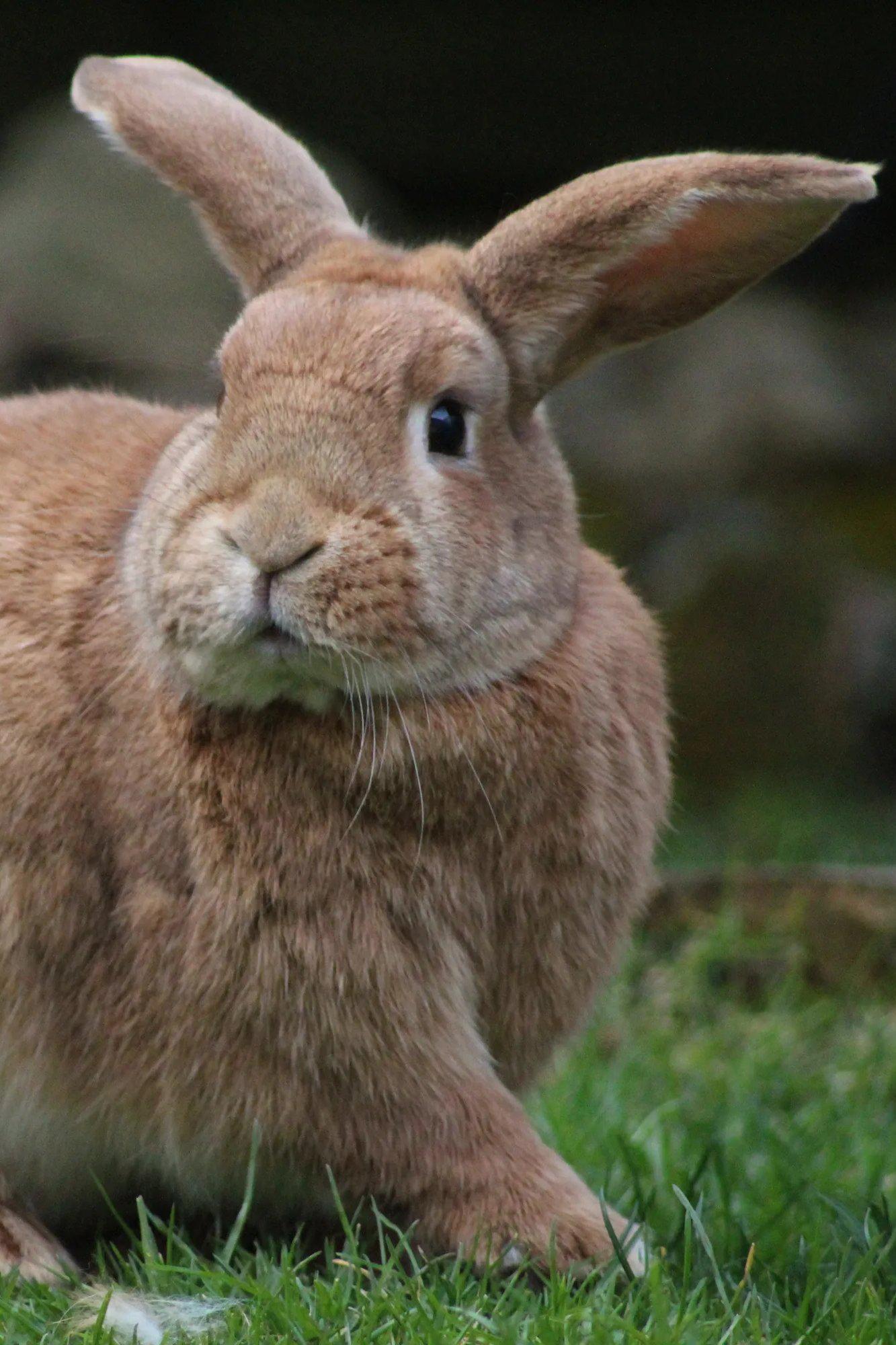 Чудо с ушами