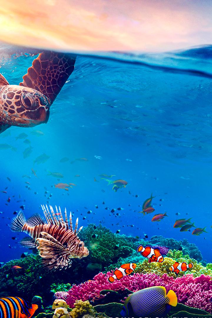 Большой Барьерный риф