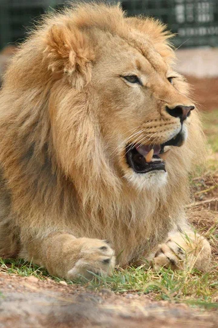 Симба: Дорога домой