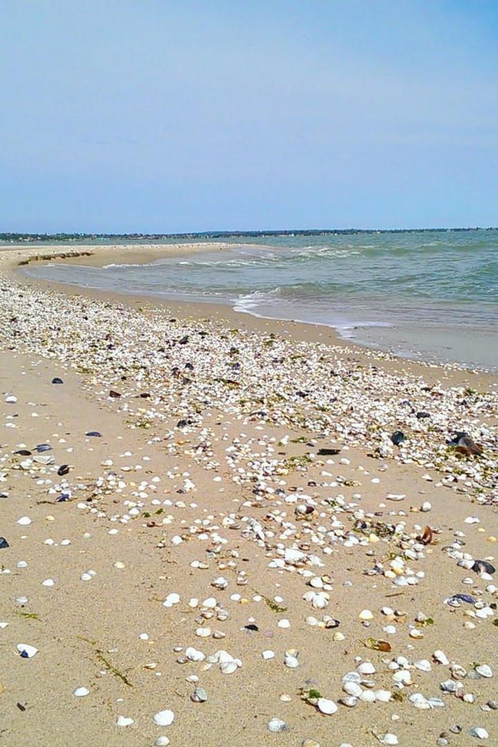 Сушняк Азовского моря