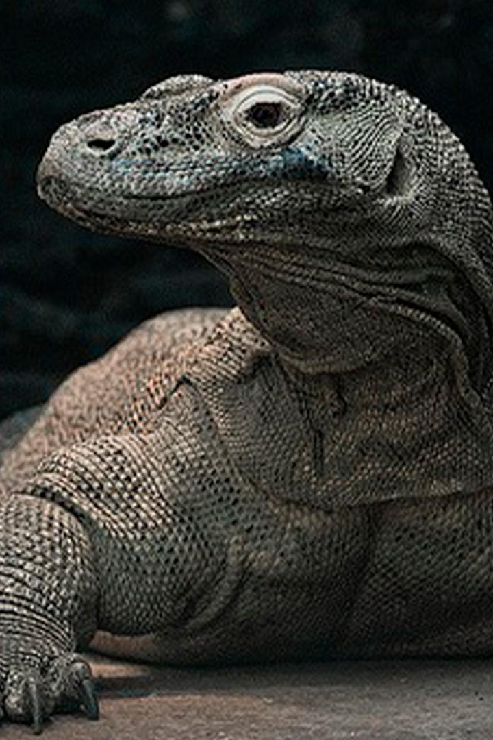 Водный мир Комодо