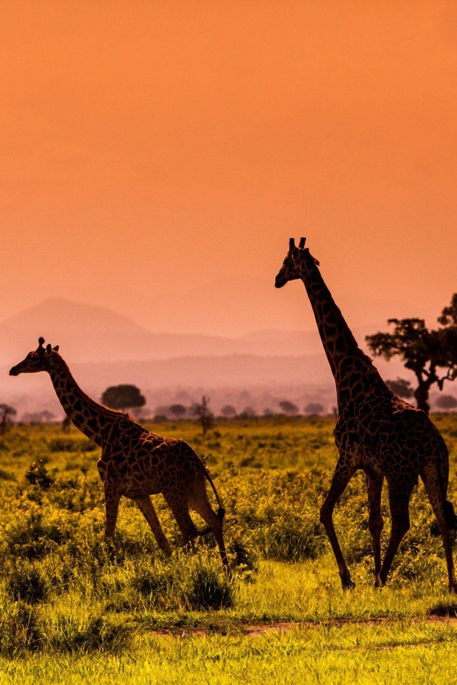 Познавая Африку