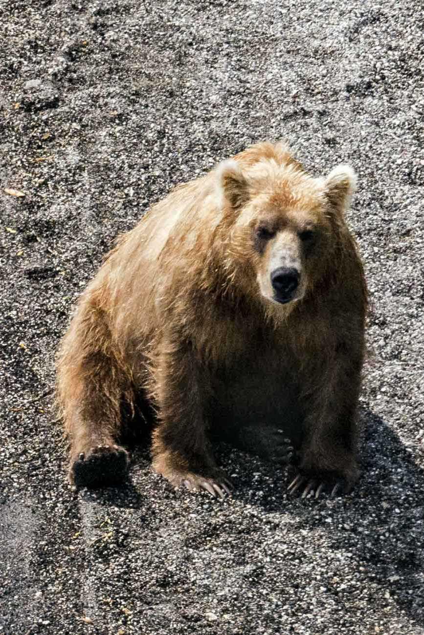 Медведи на реке Хакыцин