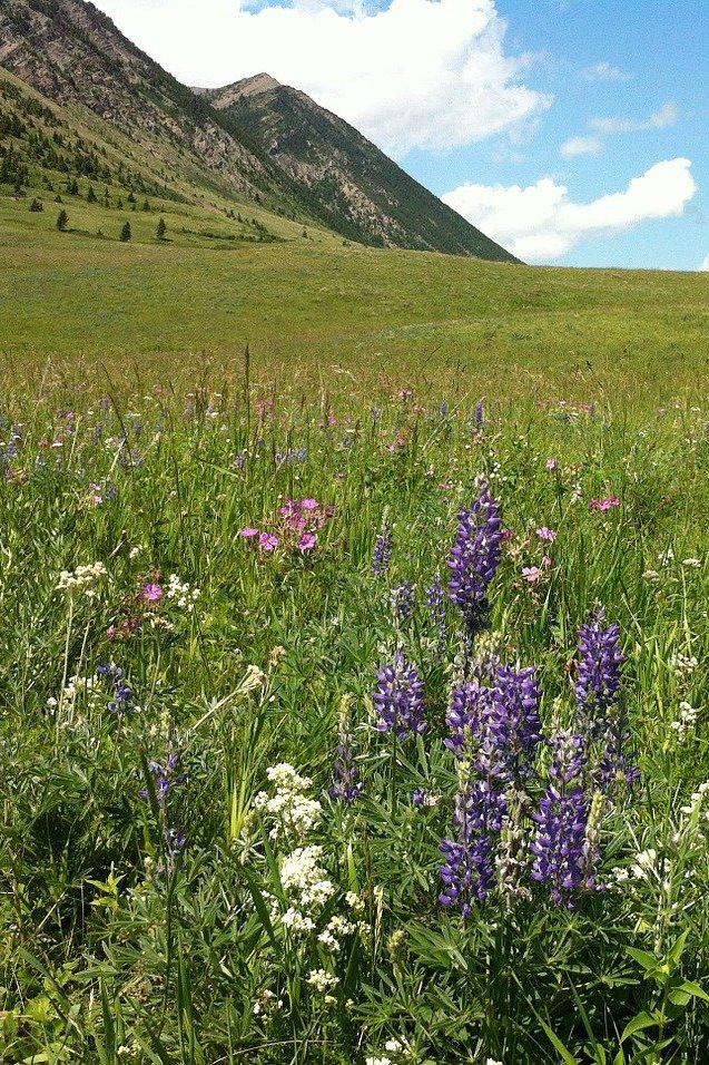 Цветы на хребте Кувандык