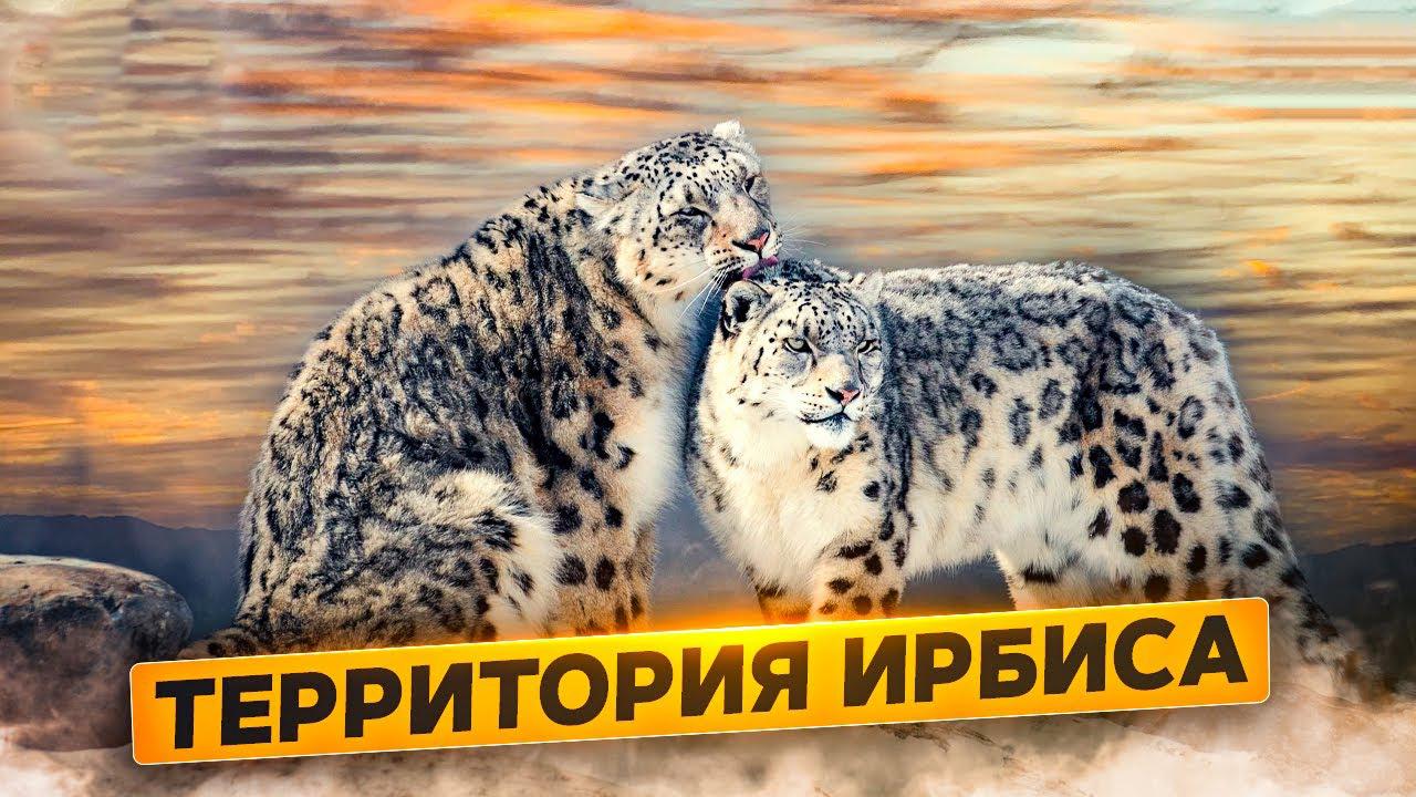 Территория ирбиса