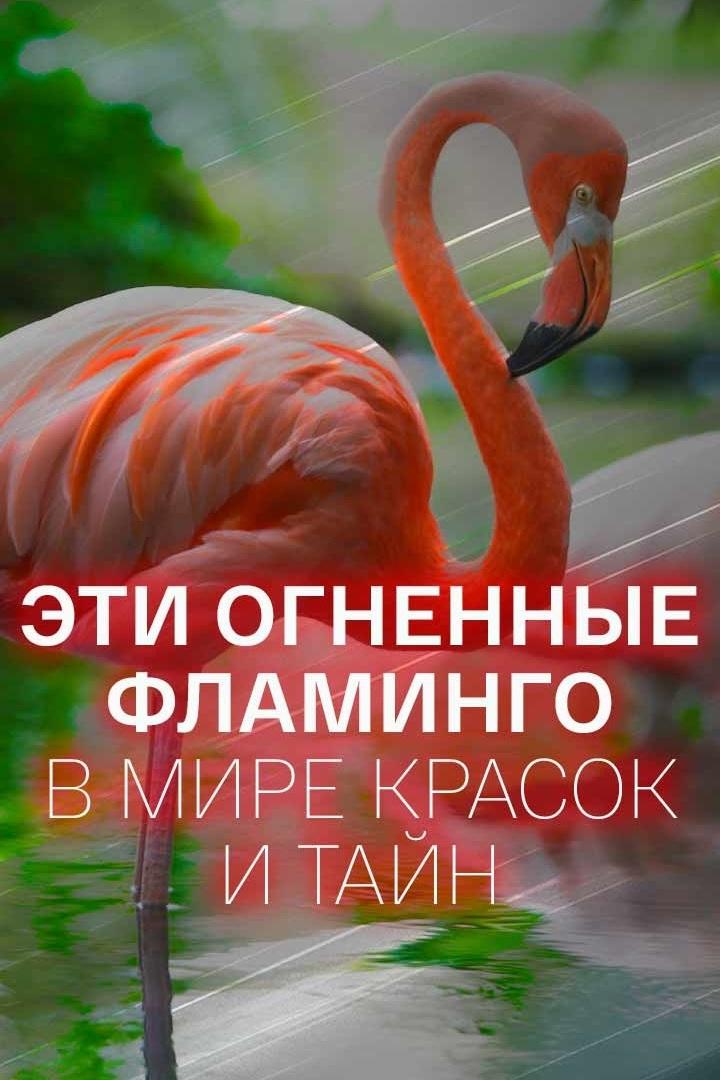Эти огненные фламинго. В мире красок и тайн