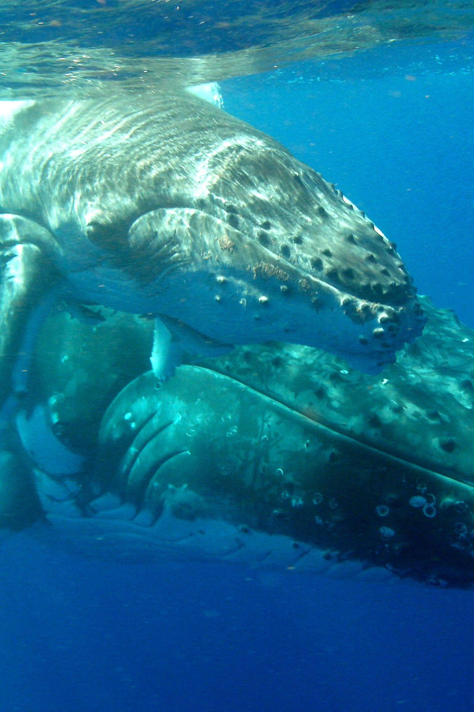 Брачные игры. На глубине