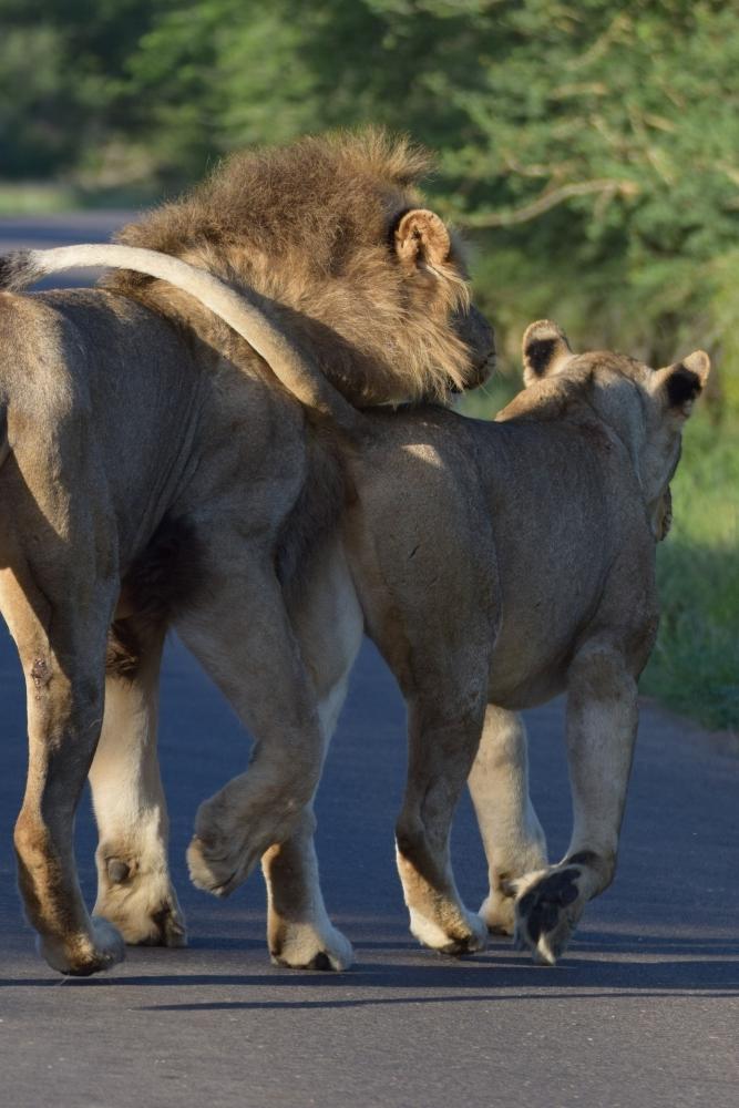 Брачные игры. У всех на виду