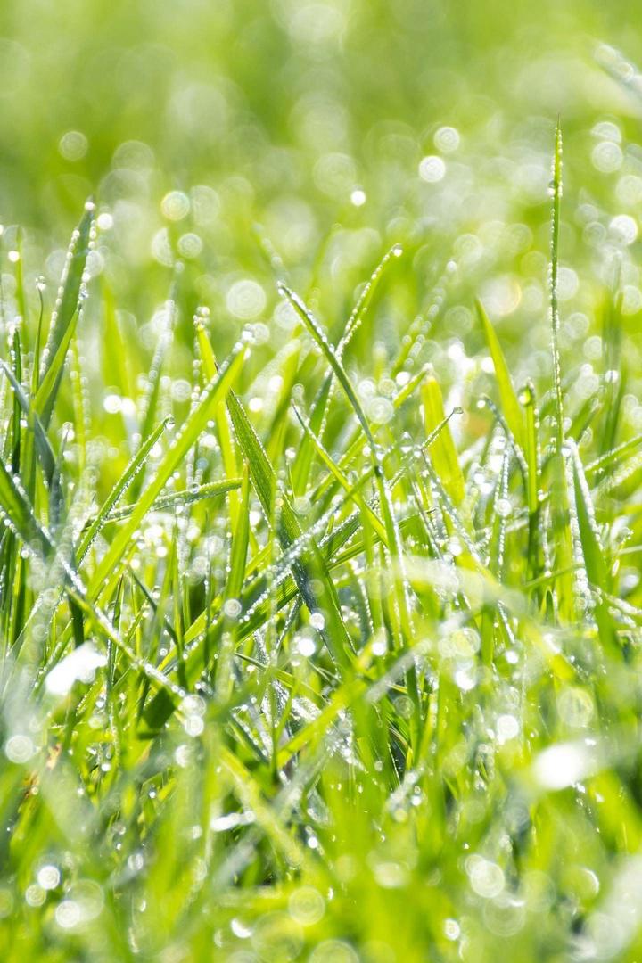 Капли на траве