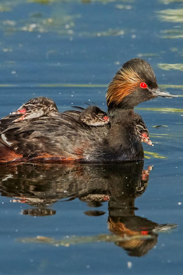 Черношейная поганка
