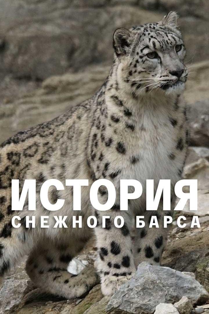 История снежного барса