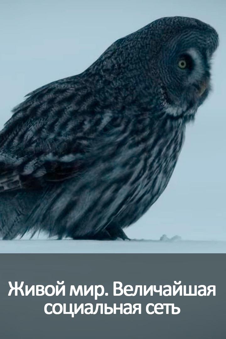 Живой мир. Величайшая социальная сеть