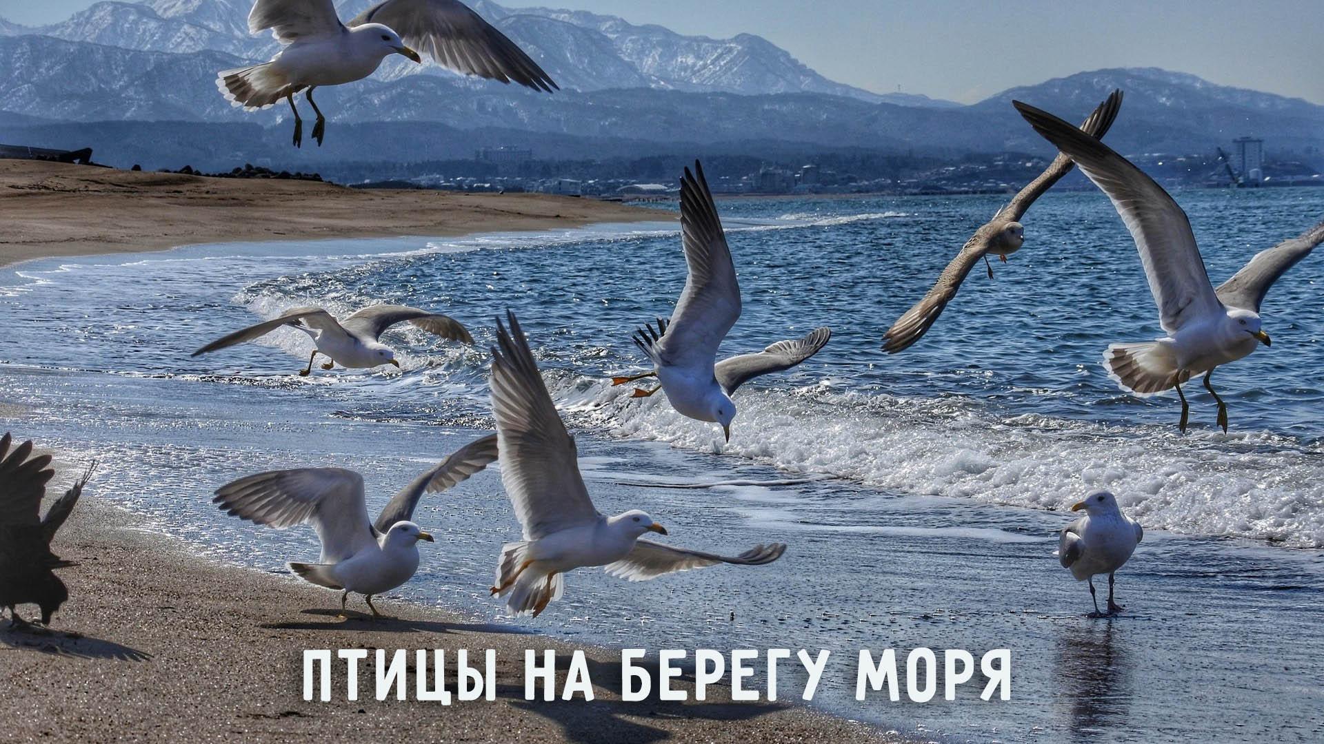 Птицы на берегу моря