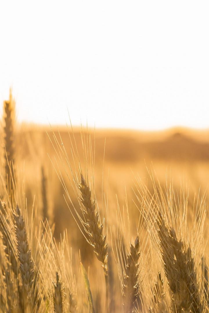 Поля зерновых