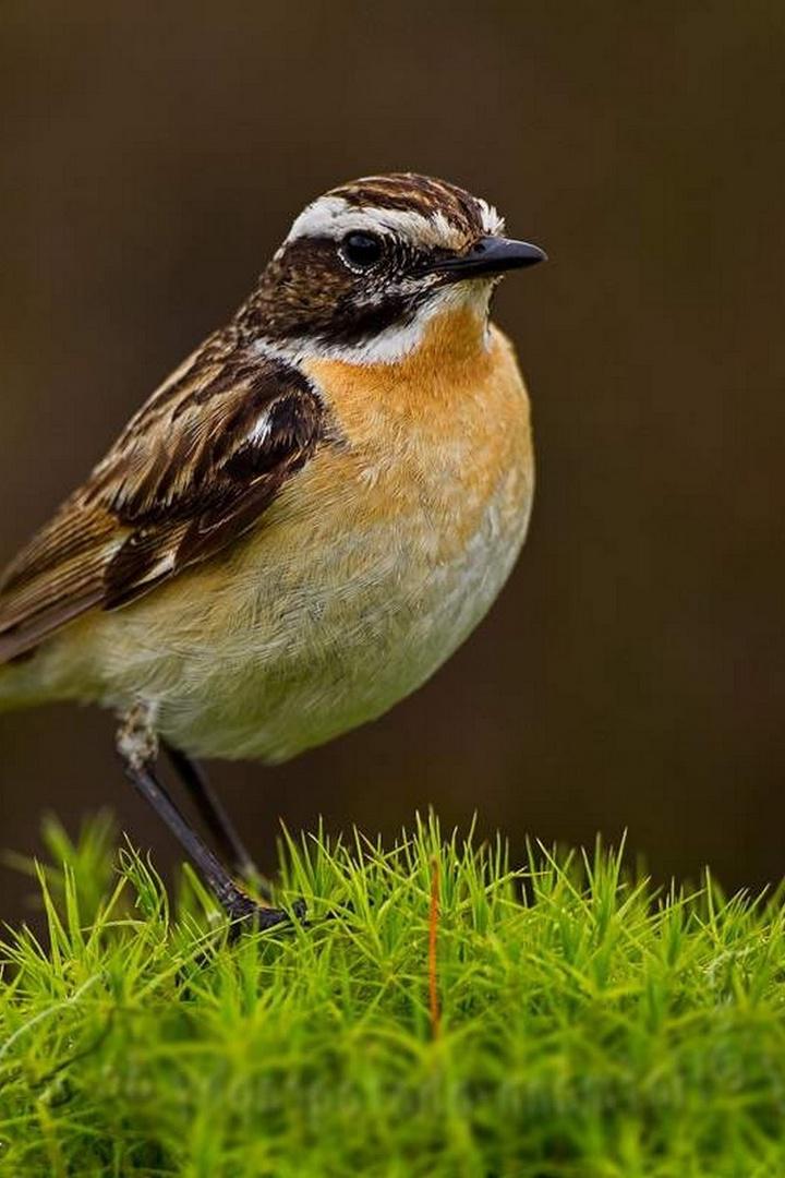 Луговой Чекан