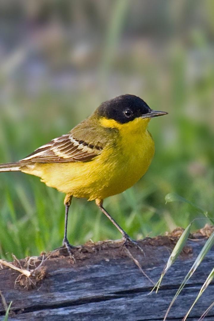 Желтая Трясогузка