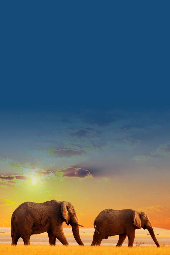 История слона Сиама