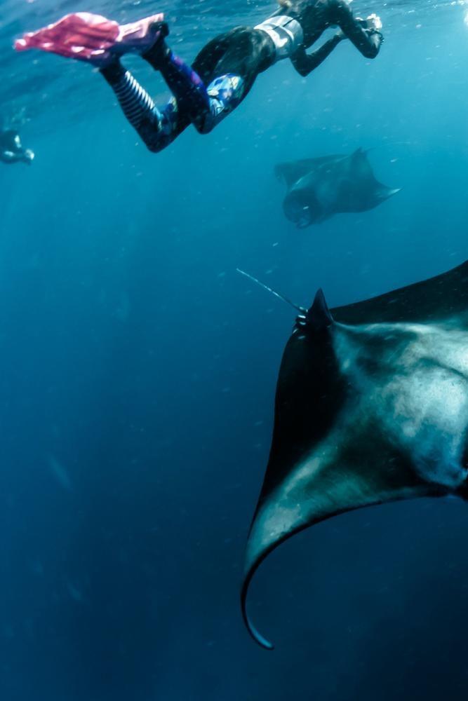 Зоозащитницы