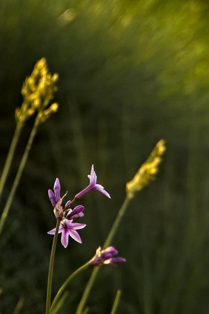Цветы на лугу