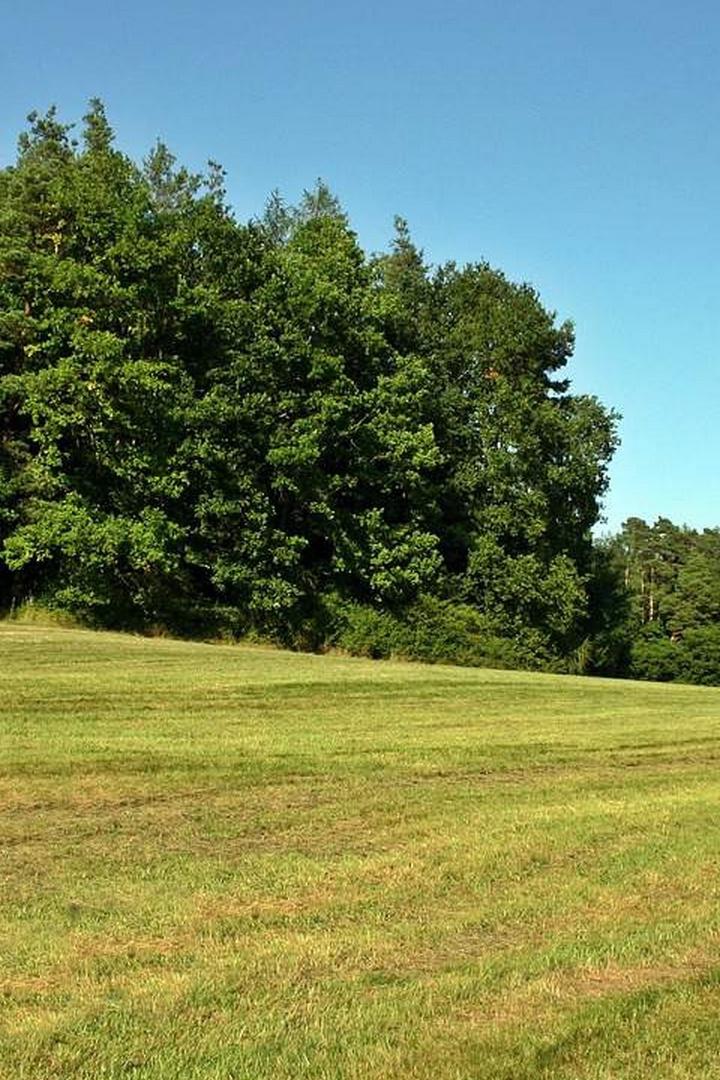 Опушка леса