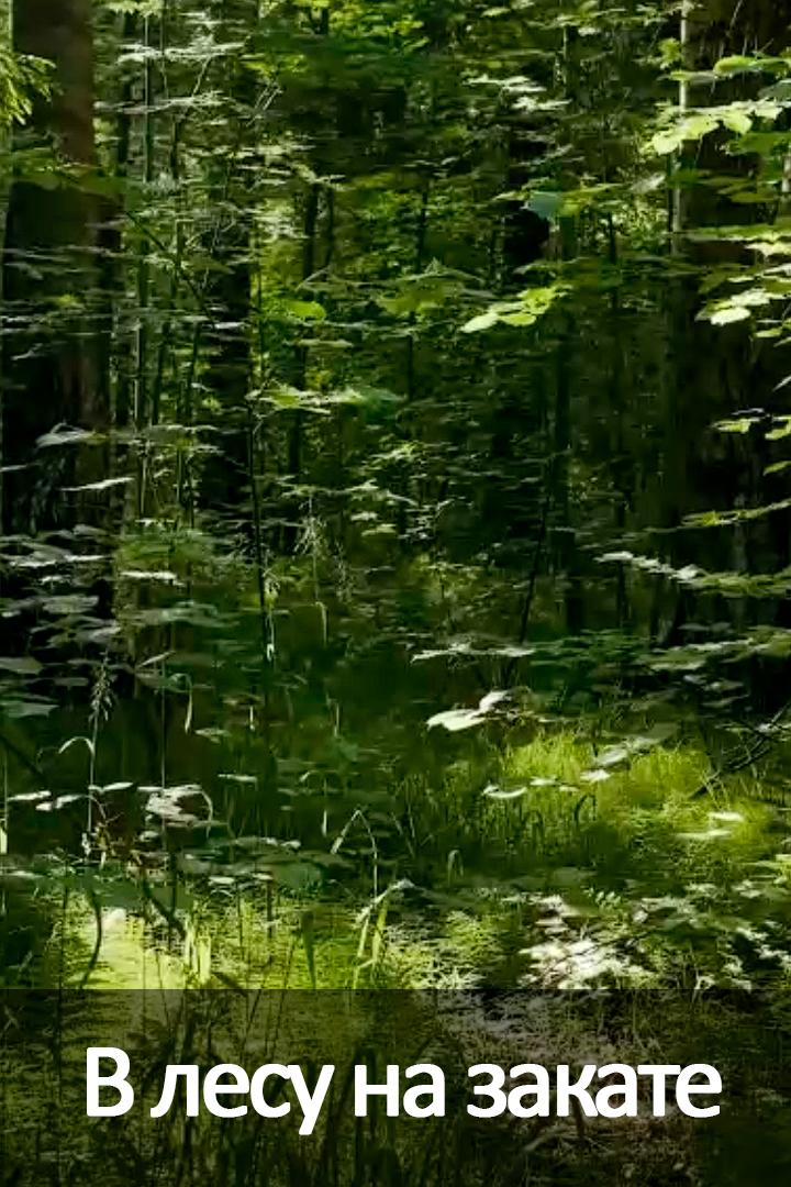 В лесу на закате