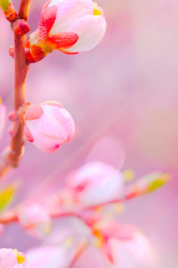 Весна на ферме Джимми