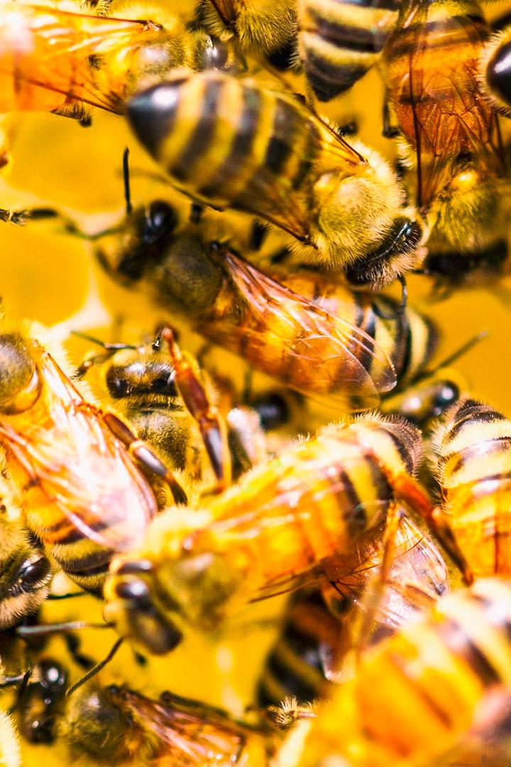 Дневник пчелы