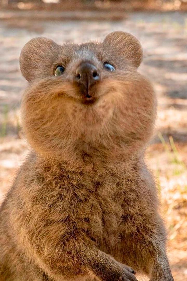 Милые и дикие очаровательные зверята