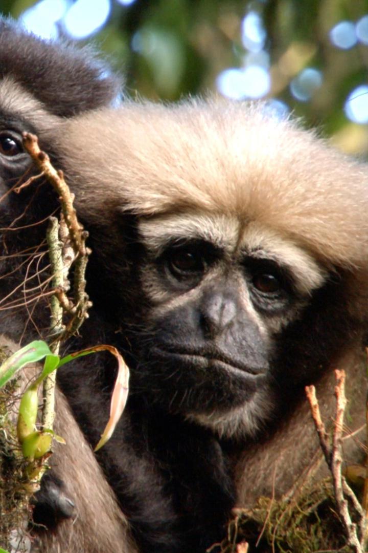 Песнь любви. Гиббоны с телефоном