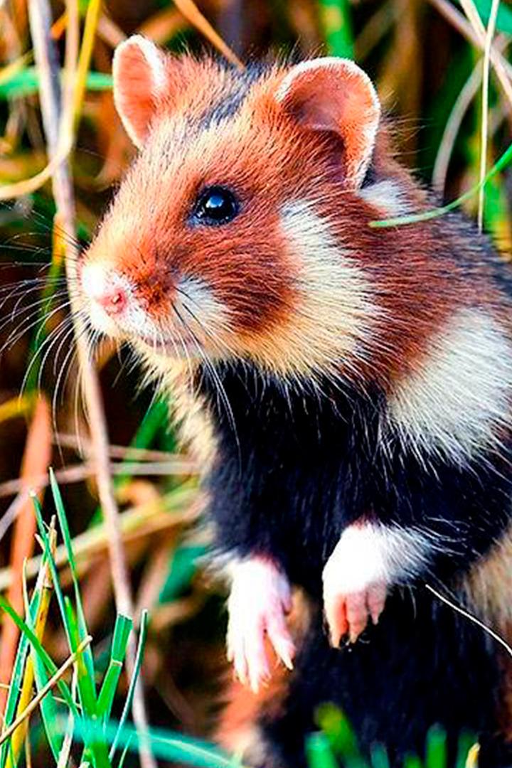 Кто боится обыкновенного хомяка