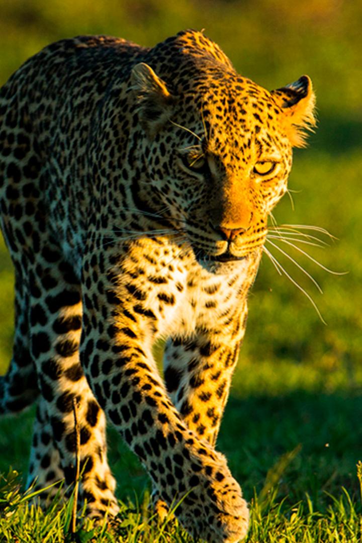 Королева леопардов