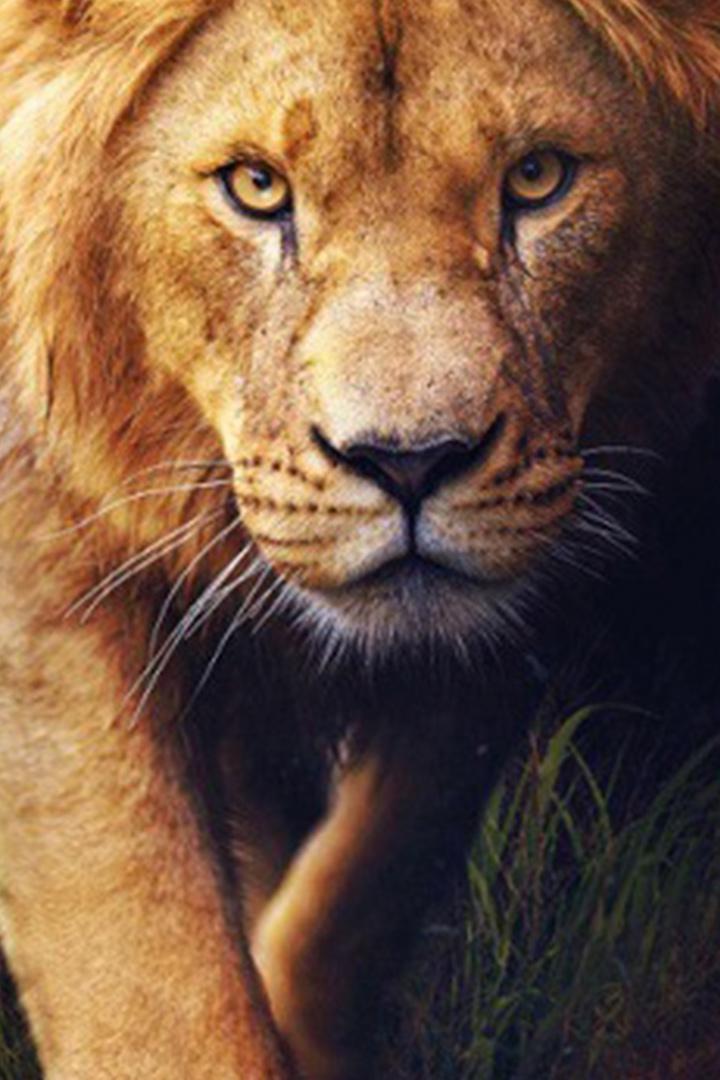 Царь зверей. Возвращение Симбы