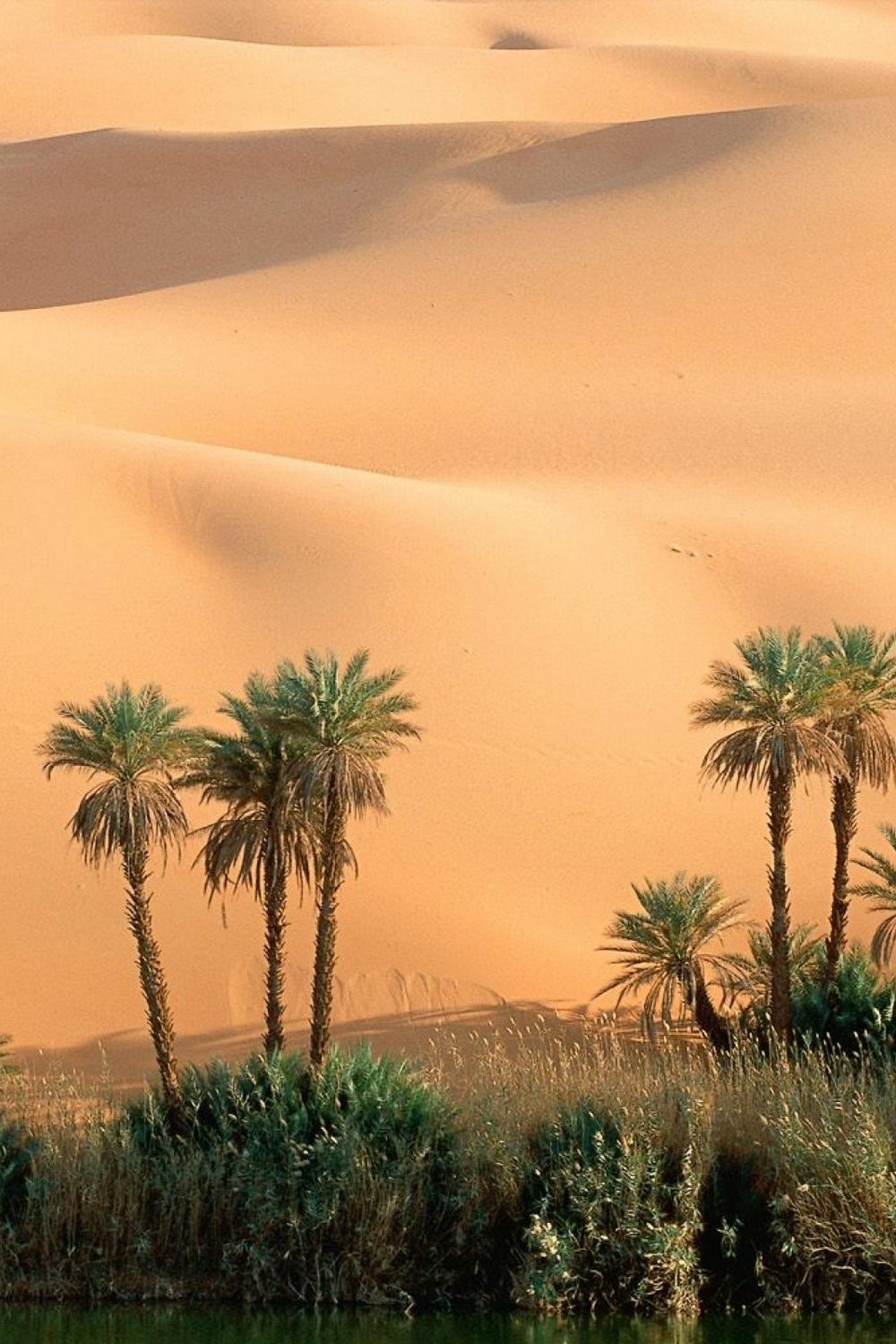 Оазисы. Стражи пустыни