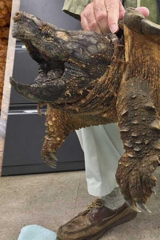 10 животных, которые вызывают сомнение, что они с Земли