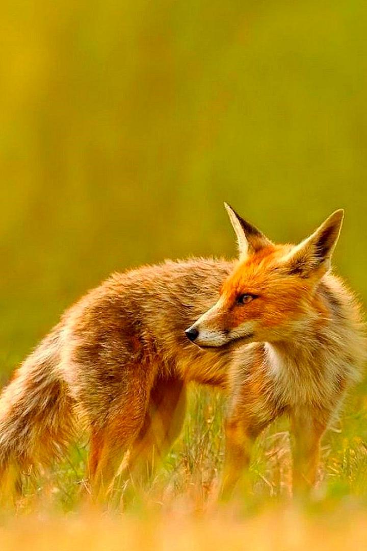 Социальные сети животных