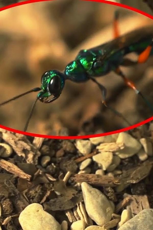 Реальные зомби в животном мире