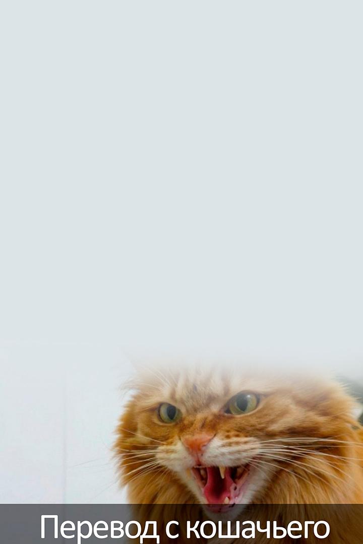 Перевод с кошачьего