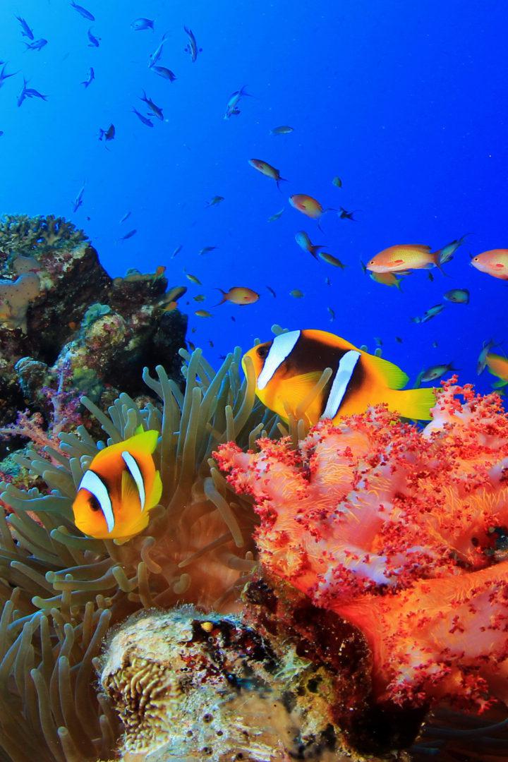 Подводный мир