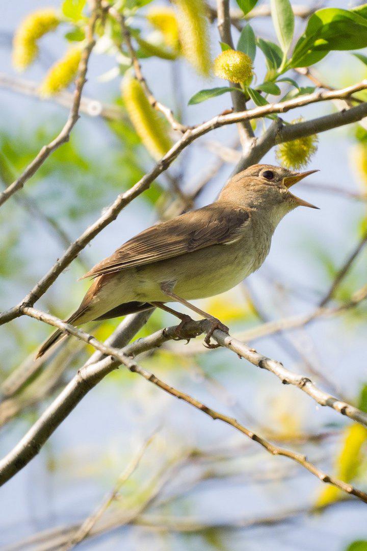 Весеннее пение птиц