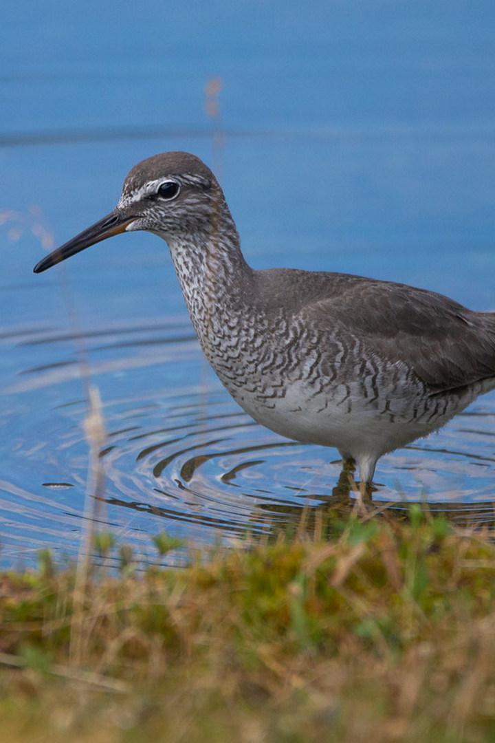Сибирский пепельный улит