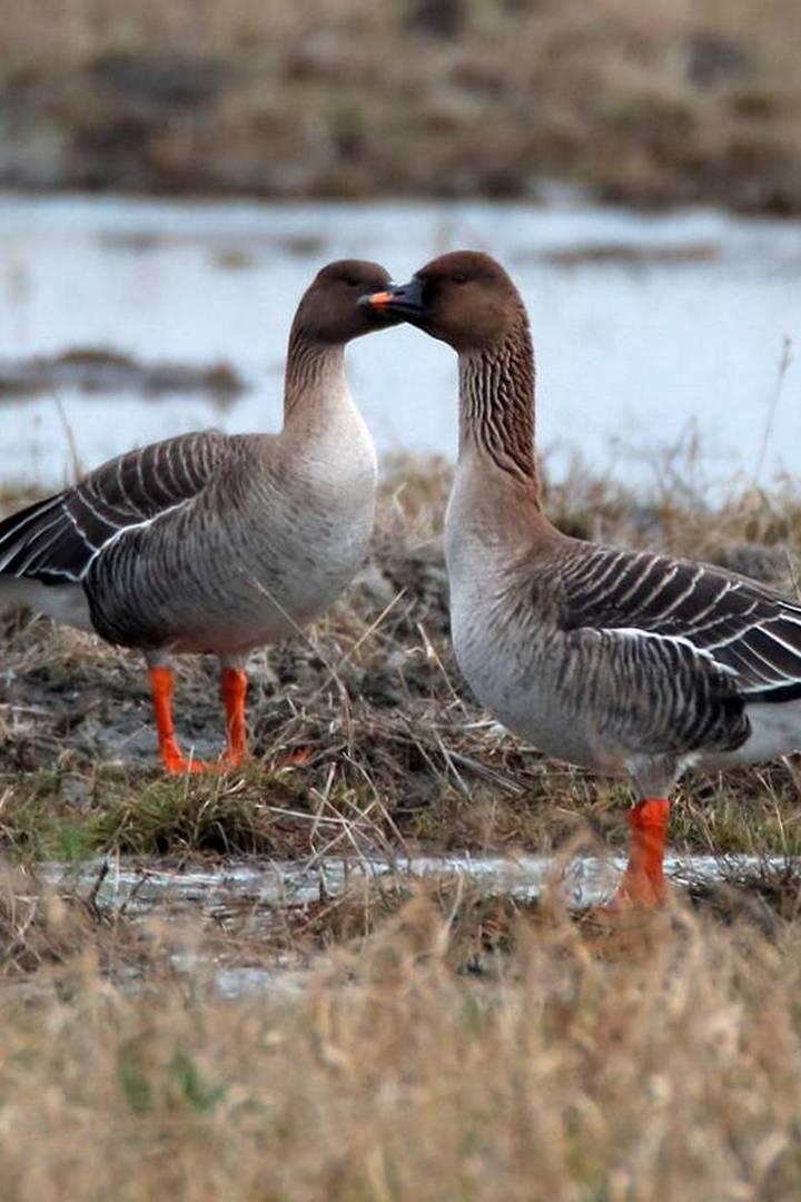 Гусь гуменник